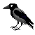 Avatar de Corbeau