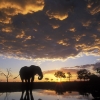 Elephantessque